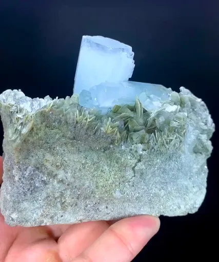 specimen video
