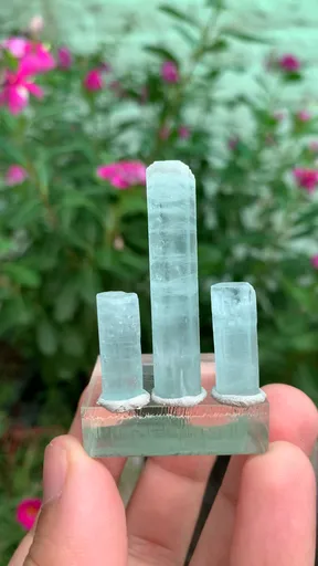 specimen video