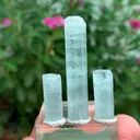 specimen video