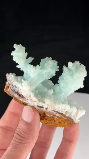 specimen video