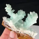 specimen video