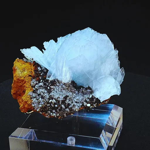 specimen video