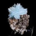 specimen video