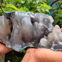 specimen video