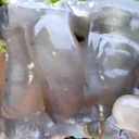 Blue Chalcedony with Agate Natural mineral Specimen From India - image 4