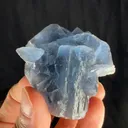 specimen video