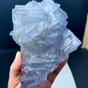 specimen video