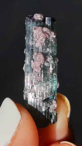 specimen video