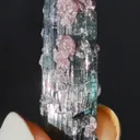 specimen video