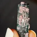 Blue Tourmaline with lepidolite from Brazil. Associated with fine lepidolite crystals. The tourmaline has glass like luster and transparency - image 1