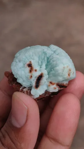 specimen video