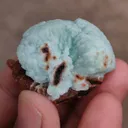 specimen video