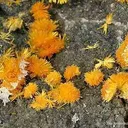 Boltwoodite - image 2