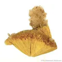 Boltwoodite - image 1