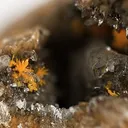 Boltwoodite, Calcite - image 2