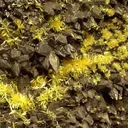 Boltwoodite, Calcite - image 2