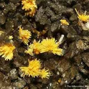 Boltwoodite on Calcite - image 2