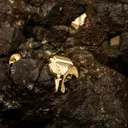 Bornite on Pyrite - image 2
