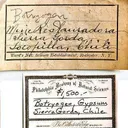 Botryogen Included in Gypsum - image 5