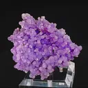 specimen video