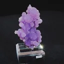 specimen video