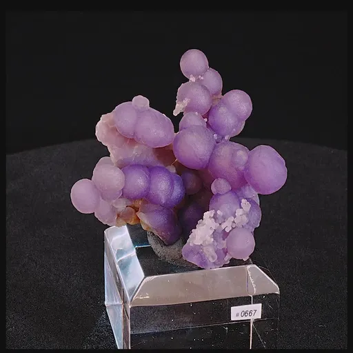 specimen video