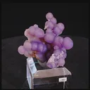 specimen video