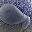 Botryoidal Fluorite "Purple Turtle" - image 3