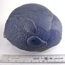 Botryoidal Fluorite "Purple Turtle" - image 2