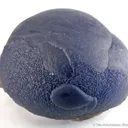 Botryoidal Fluorite "Purple Turtle" - image 1