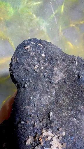 specimen video