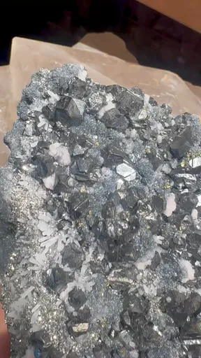 specimen video
