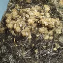 Boulangerite, Siderite - image 3