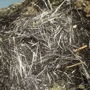 Boulangerite, Siderite - image 2