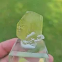 specimen video