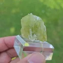 specimen video