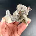 specimen video