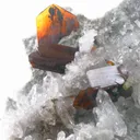 specimen video