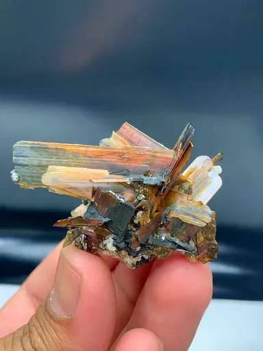 specimen video
