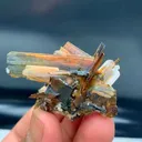 specimen video