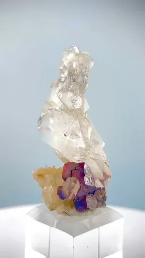 specimen video