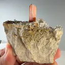 specimen video