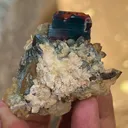 specimen video