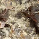 Brookite, Quartz - image 2