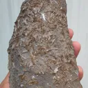 specimen video