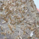 Brown 🟤 Apophyllite Natural Mineral specimen - image 8
