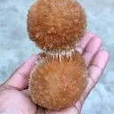 Brown Thomsonite ball. - image 4