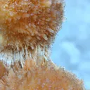 Brown Thomsonite ball. - image 5