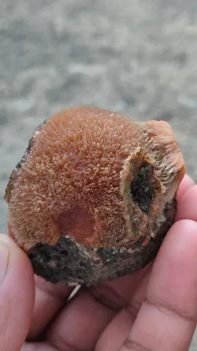 specimen video