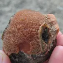 specimen video